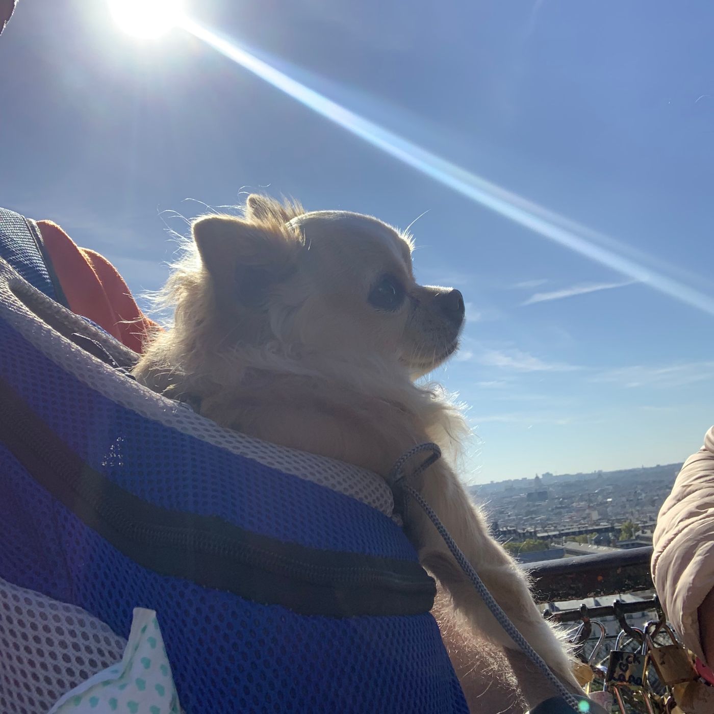Dog Backpack - Doggy Rucksack®